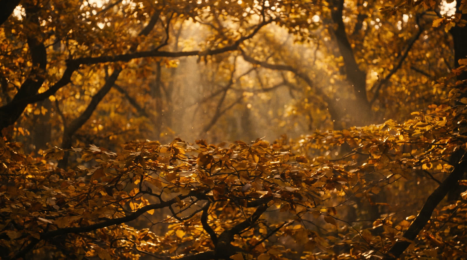 A backlit maple canopy in warm evening light