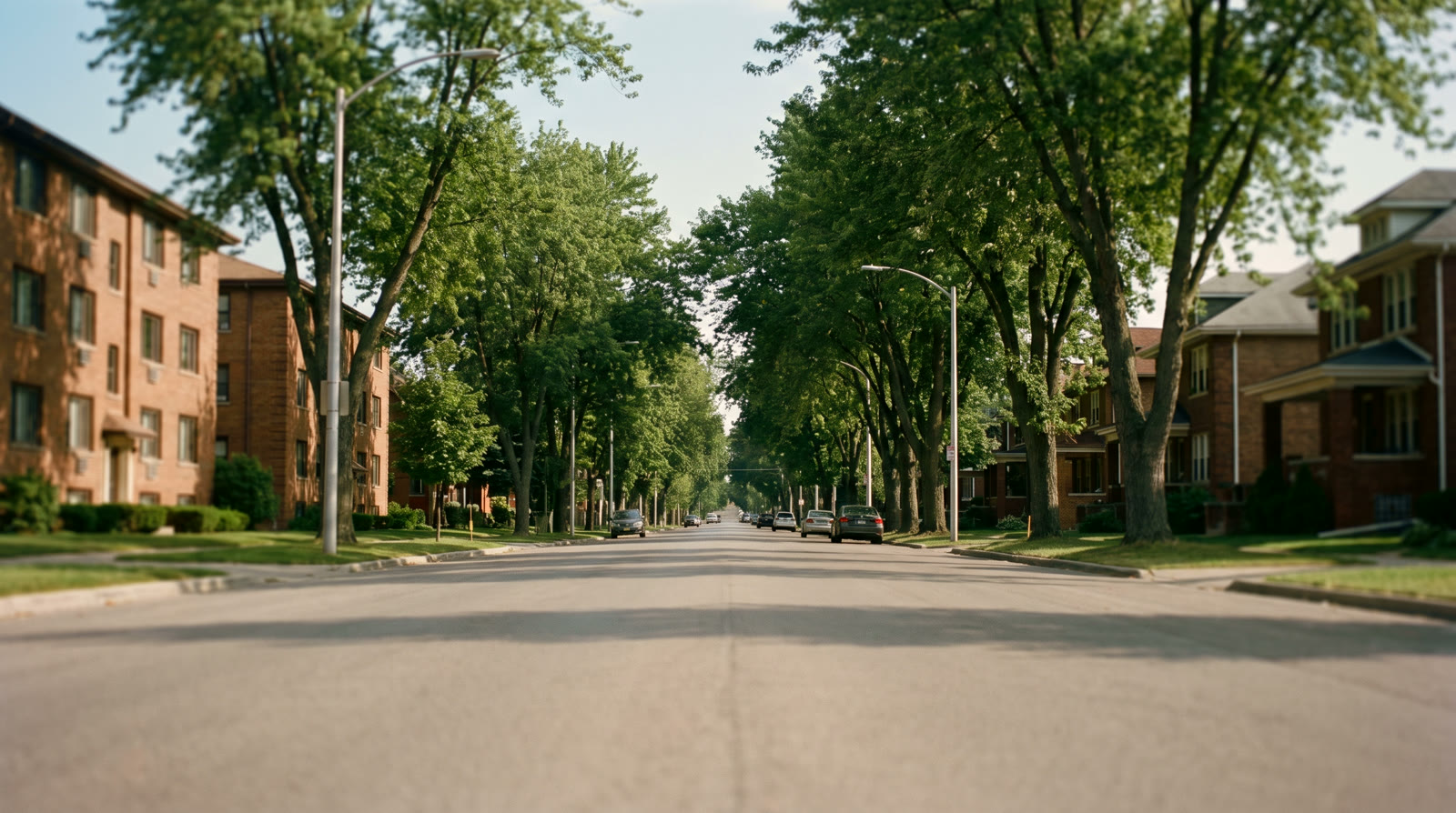 A tree-lined residential street at golden hour